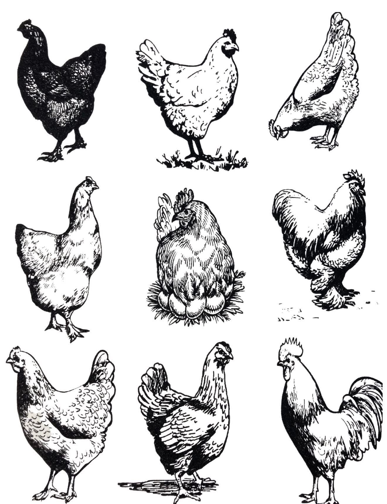 Screen Prints
