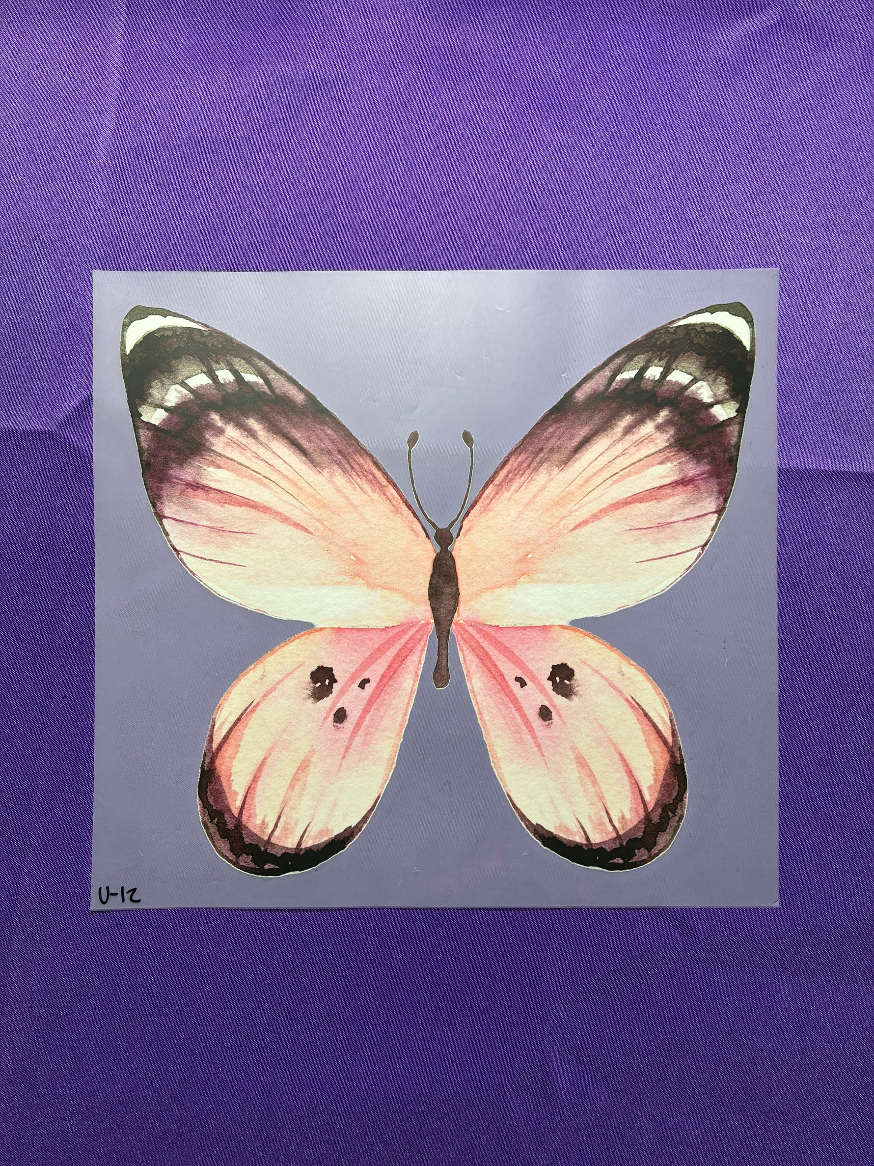 Butterfly Shirt Transfers